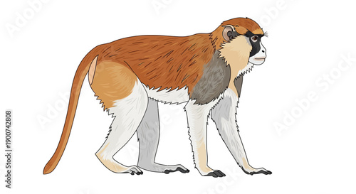 Illustration of a brown and white monkey walking on all fours.