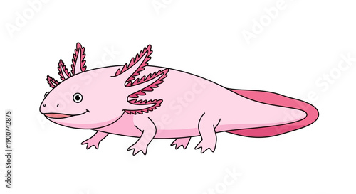 Cute pink axolotl amphibian with external gills illustration.
