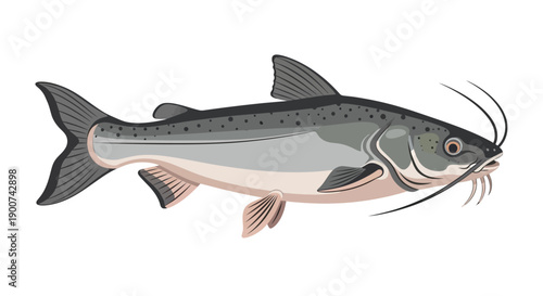 Detailed illustration of a catfish showing distinctive features and fins.