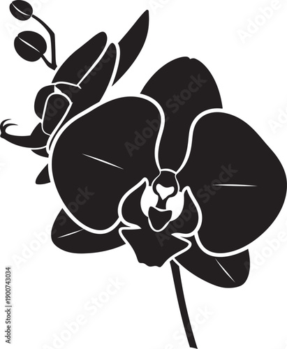 Black and white orchid flower isolated on transparent background