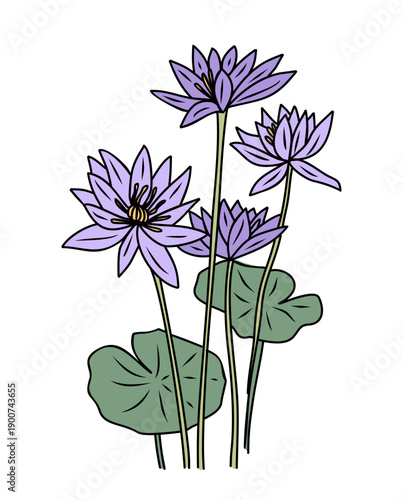 Hand drawn water lily colored with outline, modern minimalist vector icon for July birth month, ideal for logo, tattoo, branding, and packaging. Isolated on transparent background