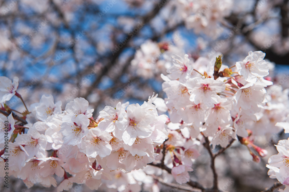 Obraz premium 桜の花