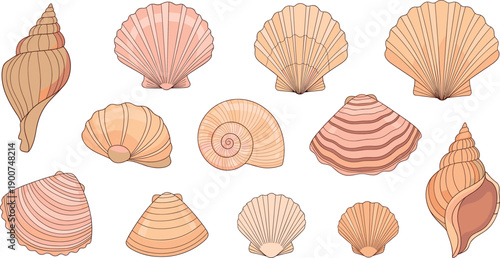 Set of pastel seashells and conch shells in different shapes flat vector illustration
