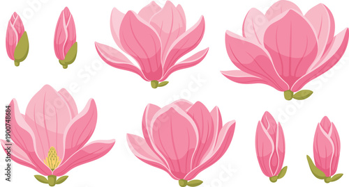 Set of pink magnolia flowers in different blooming stages flat vector illustration