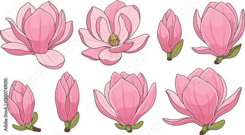 Set of pink magnolia flowers and buds in various bloom stages flat vector illustration