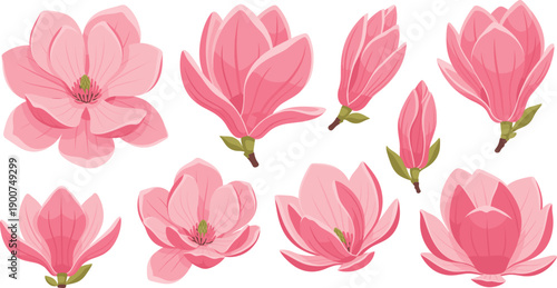 Set of pink magnolia flowers in multiple bloom forms flat vector illustration