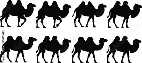 Black camel silhouettes set isolated on white background, desert animal collection showing walking dromedary camels for travel, wildlife, logo, and design concepts