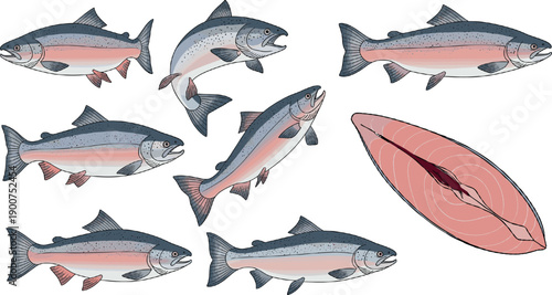 Set of realistic salmon fish vector illustrations with steak cut representing seafood, fishing and aquatic wildlife concepts