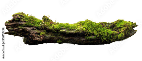 Moss-covered log, dark background