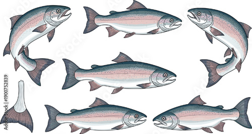 Set of realistic salmon fish vector illustrations in different poses representing seafood, wildlife and aquatic nature concepts