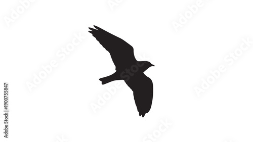 Flying Seagull Silhouette in Dramatic Pose with High Contrast Lighting on Isolated White Background for Wildlife Illustration