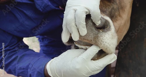 Close-up. Examining a cow's mouth for foot and mouth disease