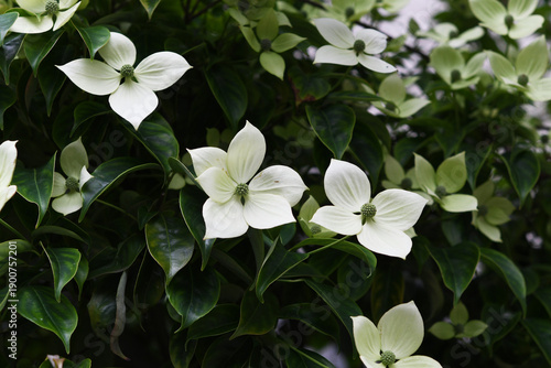 森の白色の花　ヤマボウシ