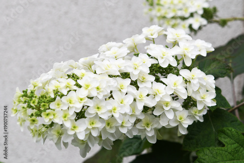 白色の花　カシワバアジサイ