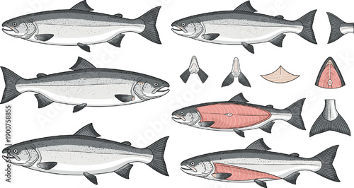 Set of realistic salmon fish vector illustrations and fillet cuts representing seafood, fishing and food preparation concepts