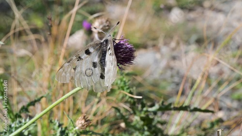 Apollo,  close-up , Mountain Apollo, Parnassius apollo, butterfly,  Mountain Apollo, Parnassius apollo, butterfly,  Papilionidae,  lawn, meadow, field,  Gran Paradiso National Park, Cogne,