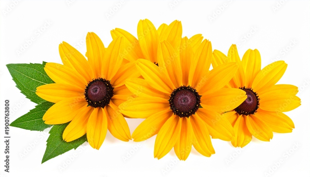 Obraz premium Rudbeckia Hirta Flowers Arrangement on White Background for Natural Wellness Concepts.