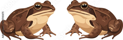 Two brown frogs with large eyes facing opposite directions on white background