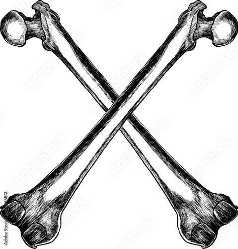 Crossed bones in engraving style. Detailed hatch black and white vintage illustration. Monochrome vector artwork on white background.