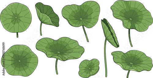 Stylized green round tropical leaf vector set with vein details for botanical nature foliage design