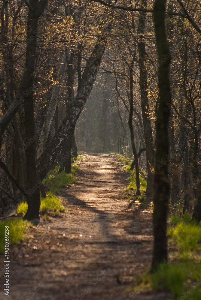 Fototapeta premium path in the forest on a sunny day