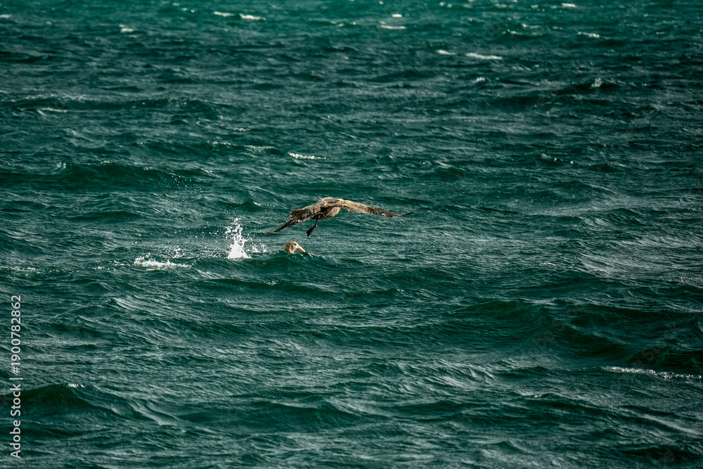 Obraz premium Albatross Macronectes halli bird in beagle channel patagonia