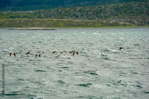patagonia cormorant in beagle channel