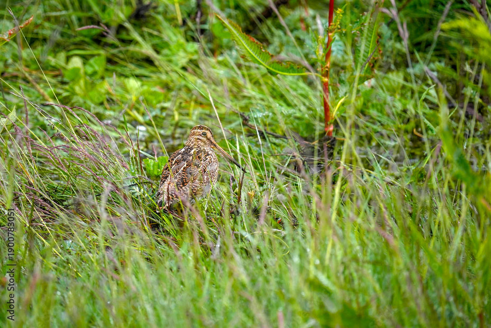 Fototapeta premium woodcock bird rare to see in Ushuaia patagonia argentina national park