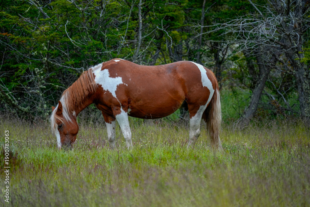 Fototapeta premium wild horse in ushuaia national park