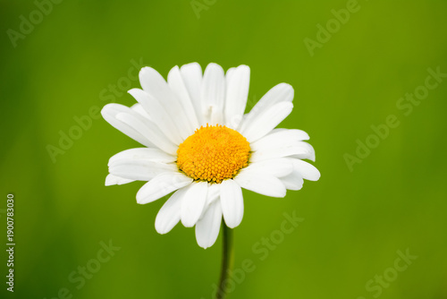 Close-up of a white and yellow oxeye daisy flower. Flowering plant against a green background. Leucanthemum vulgare.
