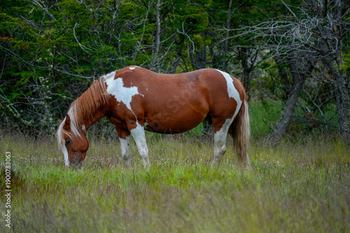 wild horse in ushuaia national park