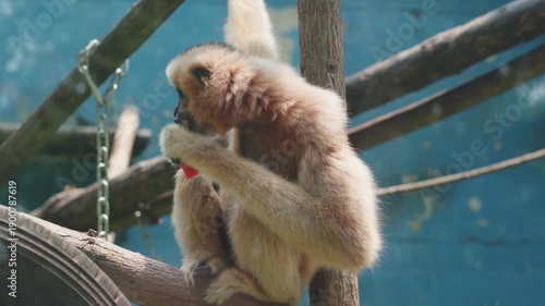 White-cheeked gibbon (family Gibbonidae)