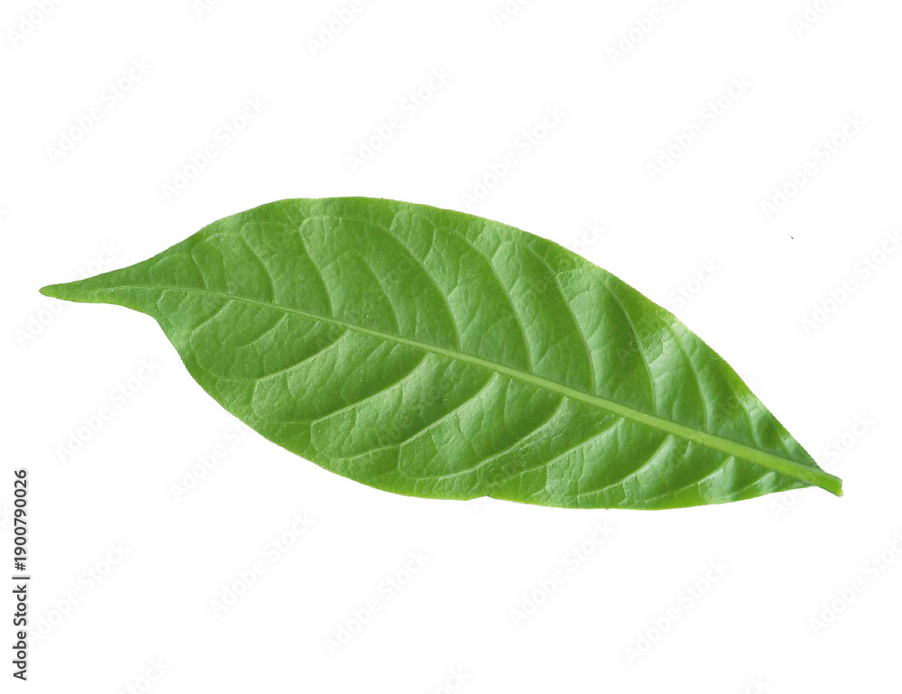 Fototapeta premium Green leaf on white background – Fresh Nature Foliage Close-Up