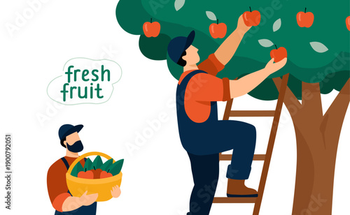 Men harvesting apples with basket