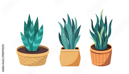 Woven basket potted succulents collection