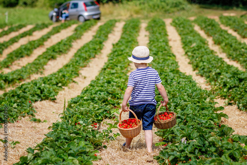 Photography Happy adorable little kid boy picking and eating strawberries on organic berry bio farm in summer, on warm sunny day