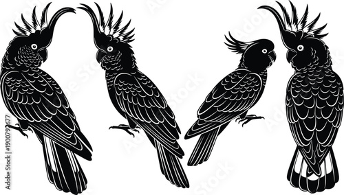 Black and white cockatoo silhouette vector set, exotic parrot bird illustrations, tropical wildlife design elements, isolated cockatoo crested bird collection.