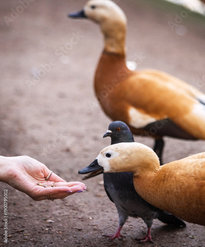 Картината върху платно beautiful red duck gari t feed from women's hands on a summer day