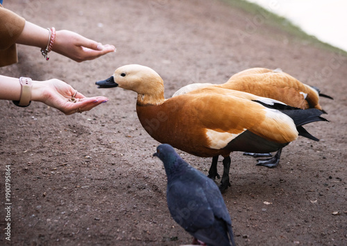 Φωτογραφία beautiful red duck gari t feed from women's hands on a summer day
