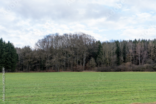 Expansive green field stretching towards a mixed forest line with bare deciduous trees under a winter sky