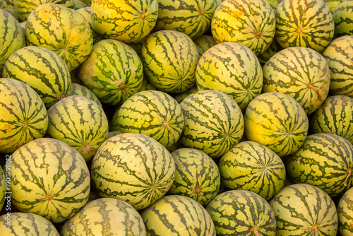 Juicy Asian watermelons. A large pile of ripe watermelons lies in a field in the sunset light. A close-up of many watermelons.