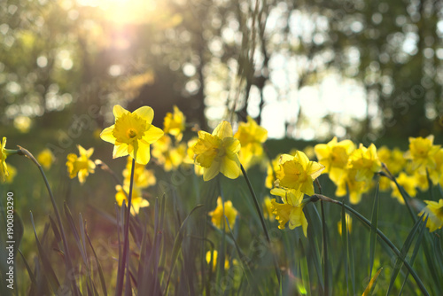 Yellow daffodils in a spring meadow, Easter bells in the warm sunlight