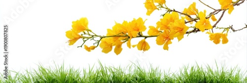 Branch of vibrant yellow flowers with fresh green grass on white background