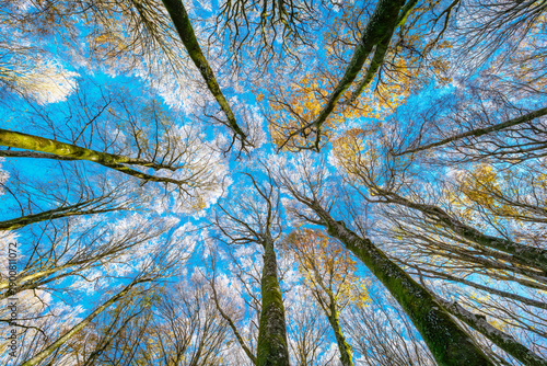 An artistic upward view of frozen tree branches and golden leaves reaching toward a vivid sky, capturing the serene and crisp essence of a bright winter morning.