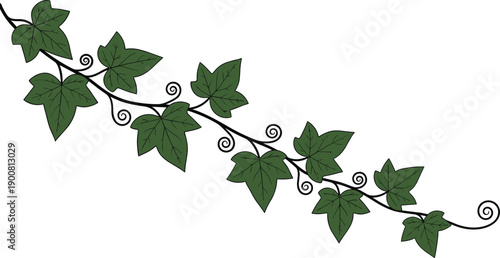 Green ivy vine branch with leaves and curly tendrils collection set flat vector illustration isolated on white background cad drawing