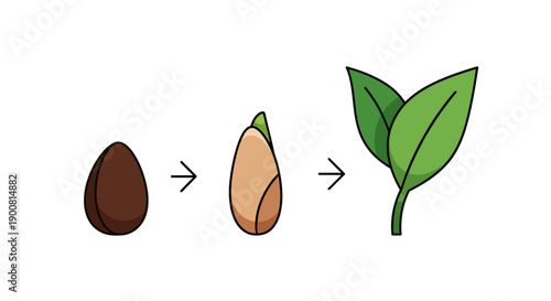 Plant Life Cycle: Seed Germination and Sprouting Stages Diagram. From Seed to Young Seedling Illustration.