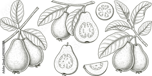 Hand drawn guava fruit botanical engraving with whole sliced halves branches and leaves vintage style vector illustration