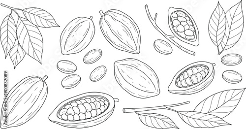 Cacao pod and cocoa bean botanical sketch set with leaves seeds and chocolate plant line art vector illustrations isolated