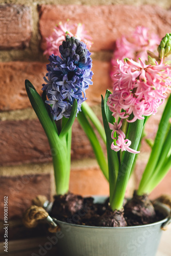 Fresh floral home decor, Easter holiday preparation. Hyacinth bright pink, violet flowers with bulbs in metal pot. Gardening tools, leisure and hobby concept. Wooden background, springtime