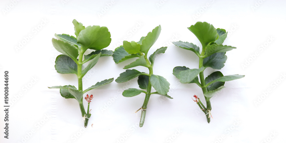 Obraz premium Three succulent cuttings on white surface: fresh botanical growth